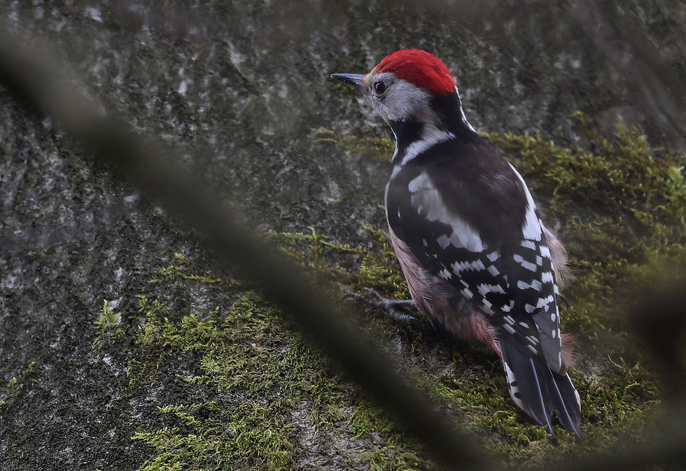 Middelste bonte specht