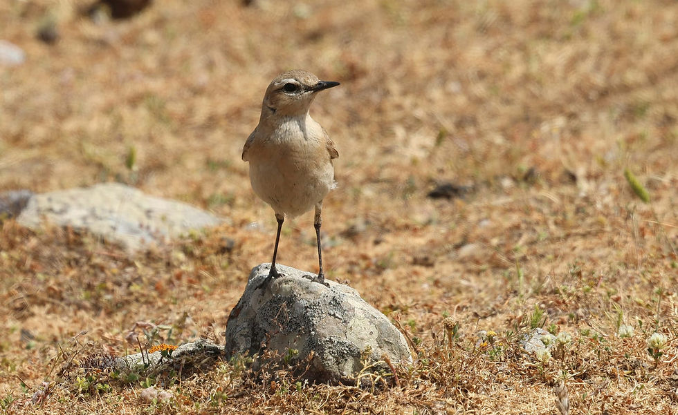 Izabeltapuit (Marco Bettink)
