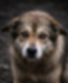 Hund mit braunen Augen blickt einen direkt an