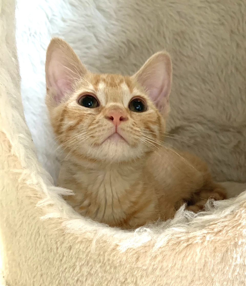 FurEver Friends kitten