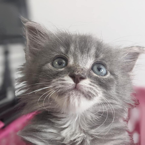 FurEver Friends kitty