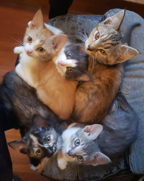 Peanut with Sugar Puff litter.jpeg