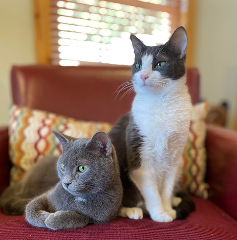 FurEver Friends cats