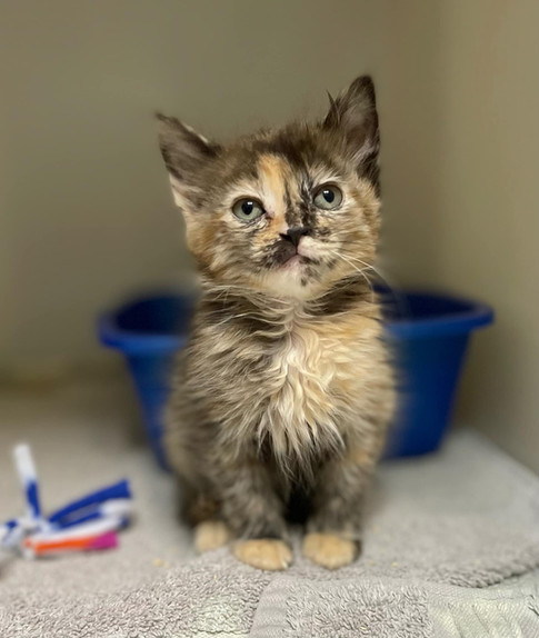 FurEver Friends kitten