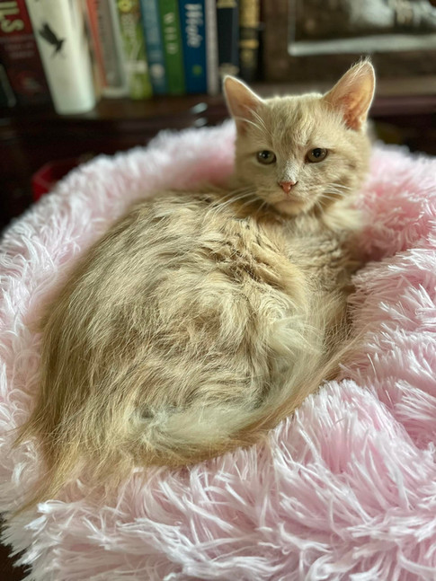 Sandy Claws, FurEver Friends kitty