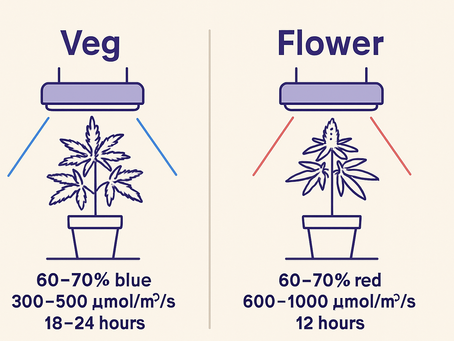 Veg vs. Flower: Adjusting LEDs for Every Cannabis Phase