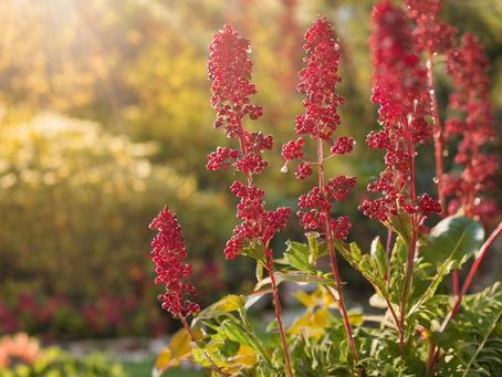 Copy of Winter Garden Maintenance: What to Do in the Off-Season