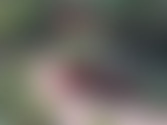 Choosing Sustainability: Why Swapping Lawns for Water-Wise Landscapes Makes Sense in Los Angeles.