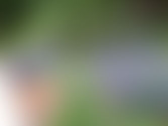 Blooming Beauties: Springtime Landscaping Ideas for Los Angeles.