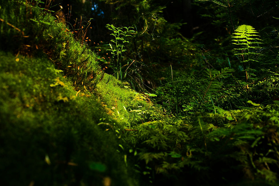 lumitar-Ujw74BG2bu4-unsplash.jpg