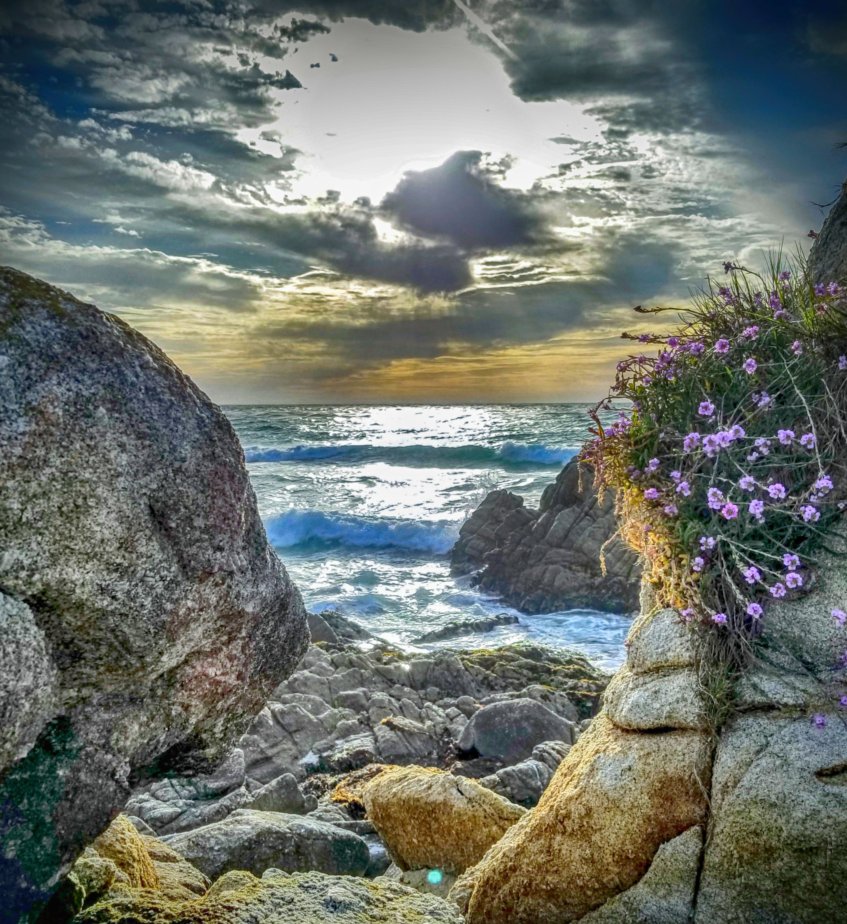 Vivid Purple FLowers