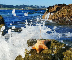 Starfish Splash