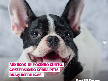 Como Garantir o Bem-Estar dos Animais Braquicefálicos