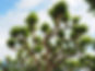 sycamore-4120789_1920.jpg