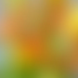 Brochettes crevettes-ananas-avocat