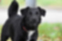animal-6813890_1280.jpg