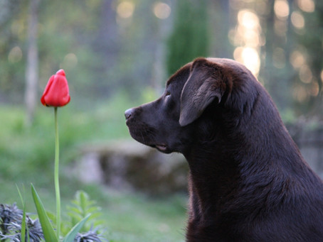 Dufte Entspannung für deinen Hund