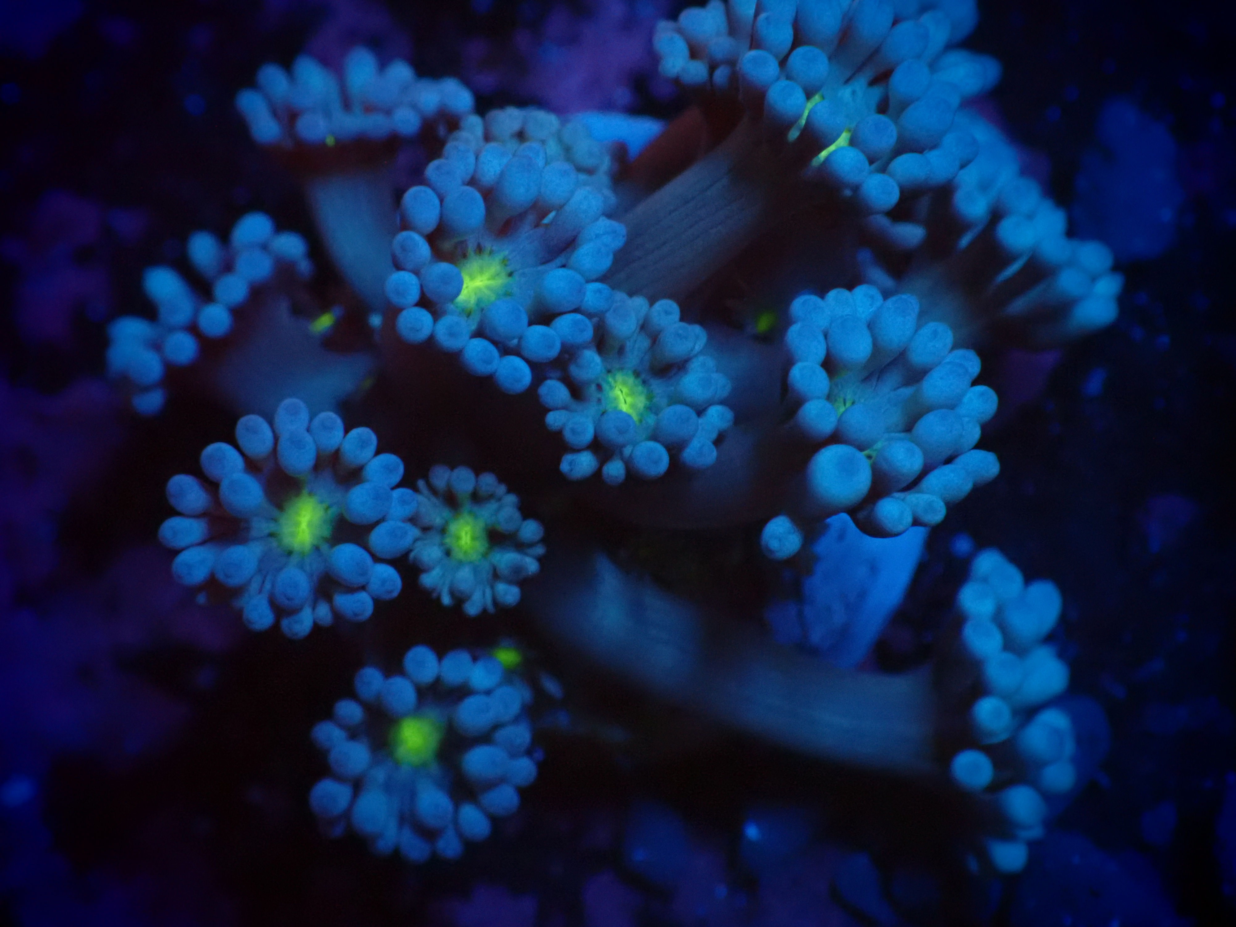 SHA Baby blues pixie goniopora frag