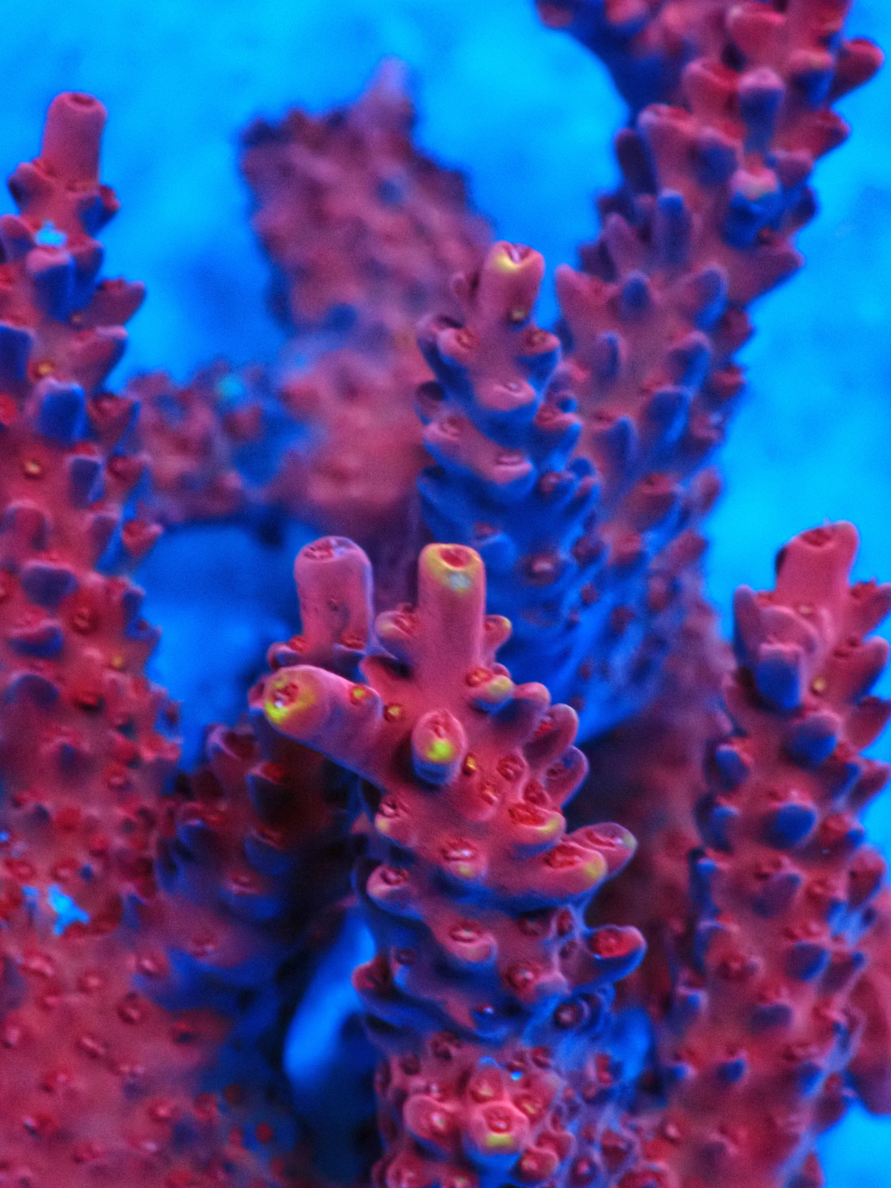 SHA Red Devil acropora