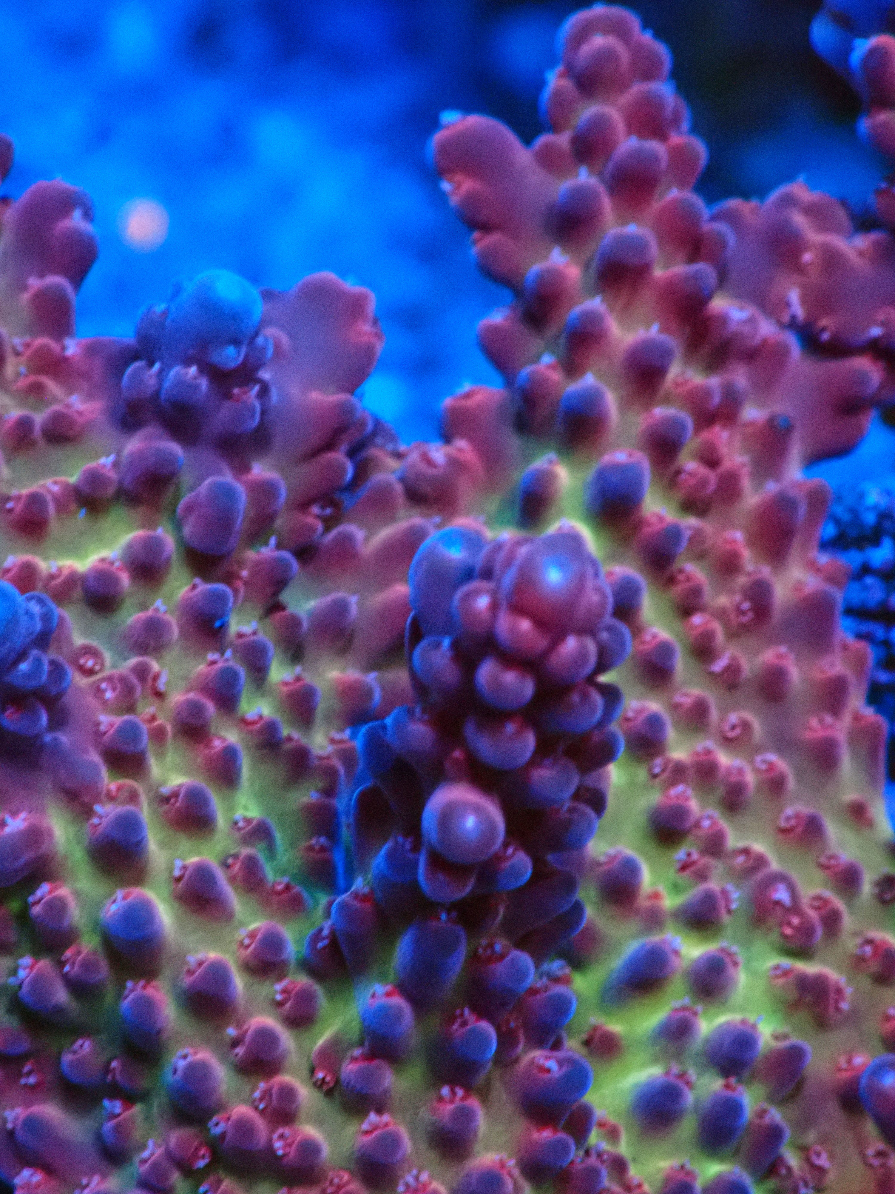 Acropora Rosaria