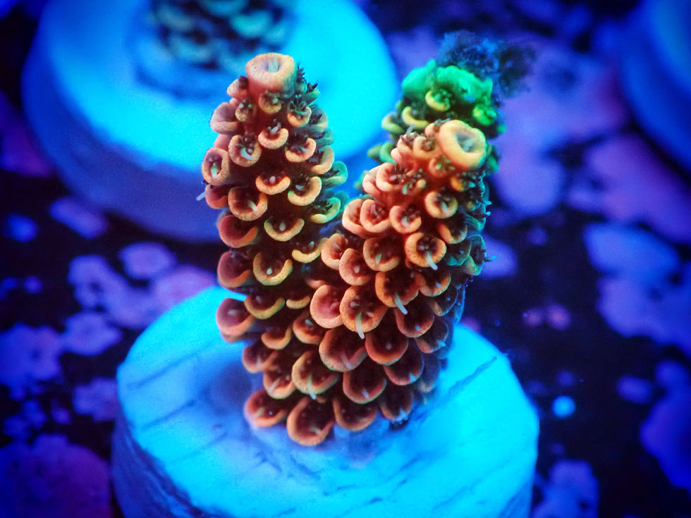 Thumbnail: SHA Acropora Hyacinthus 
