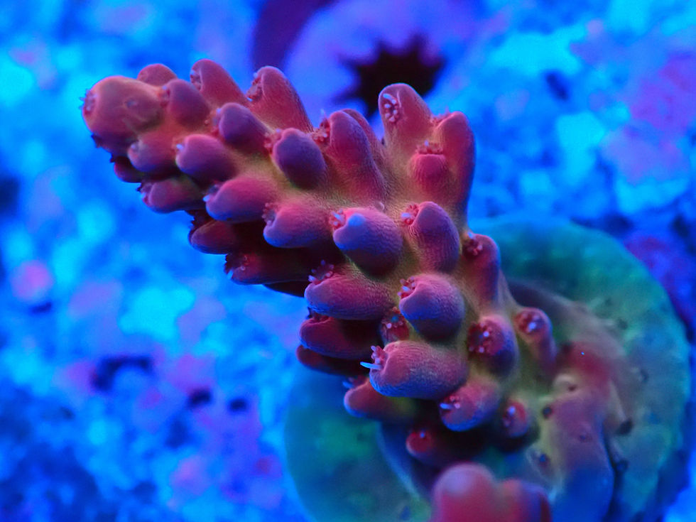 Thumbnail: SHA Flamethrower Acropora Rosaria