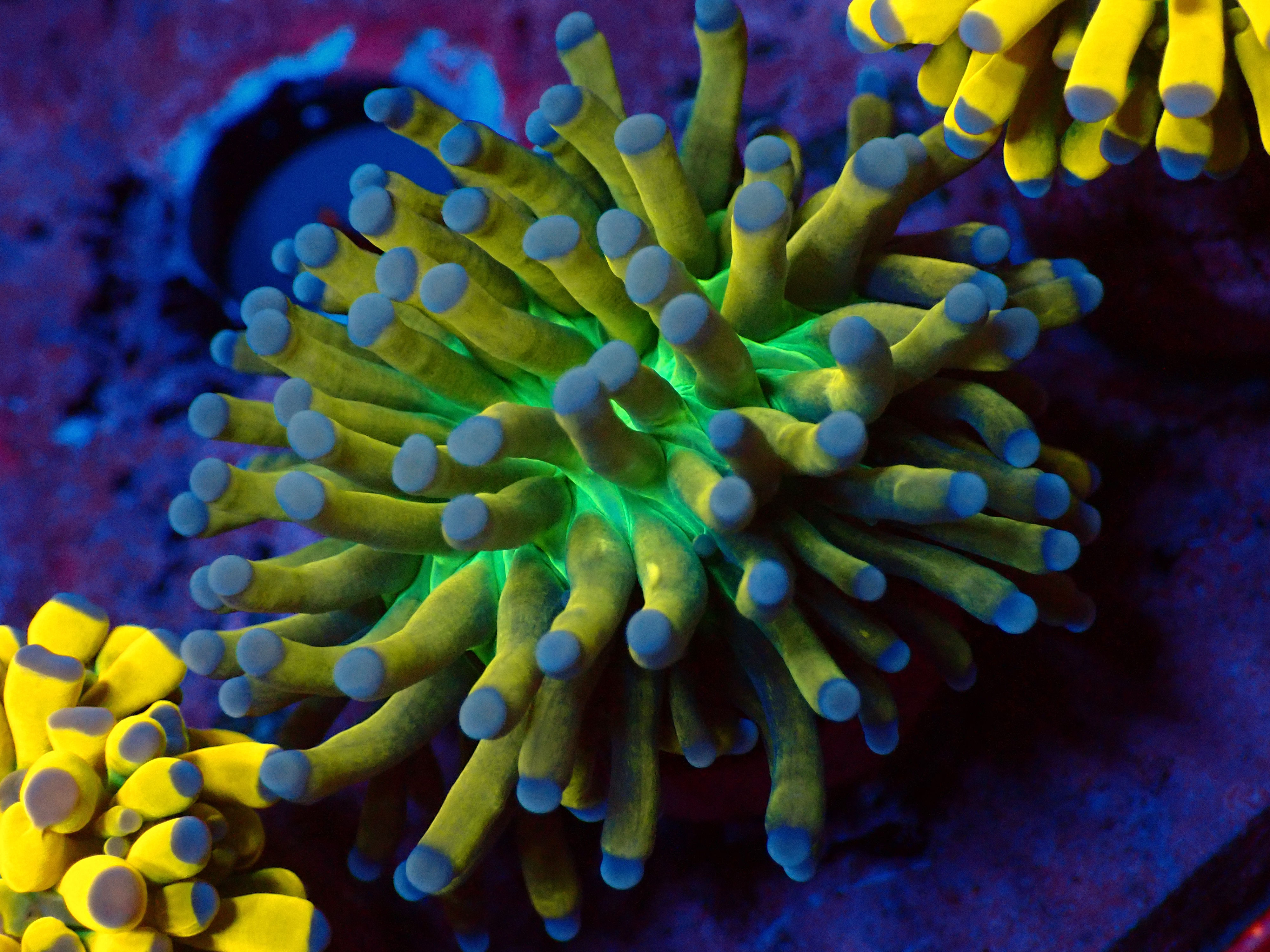 WYSIWYG Cristata Torch