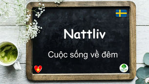 Mỗi ngày một từ - Nattliv