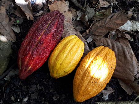 ウルバンバの谷と、カカオの記憶