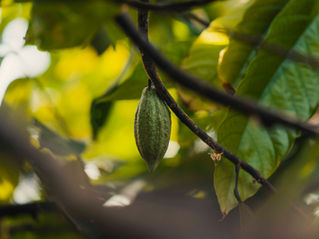 カカオが結ぶ未来と絆～ソロモン諸島への旅