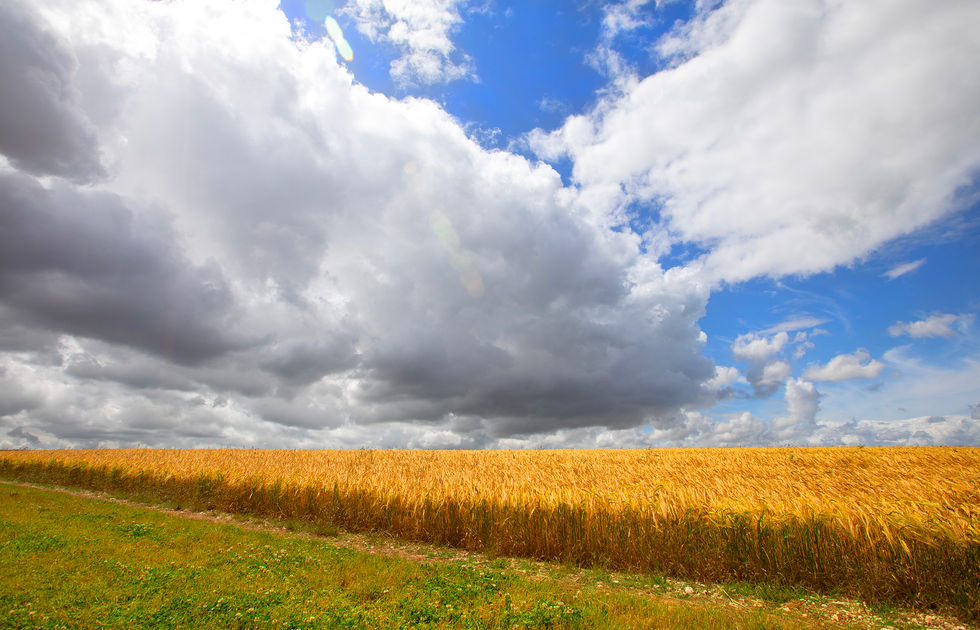 Photograph of a wheat field in England with a blue sky and clouds.
