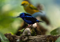 MJD08778-DeNoiseAI-low-light