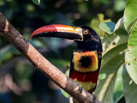 Finding Regional Endemic Birds in Costa Rica’s South Pacific: A Birder’s Guide