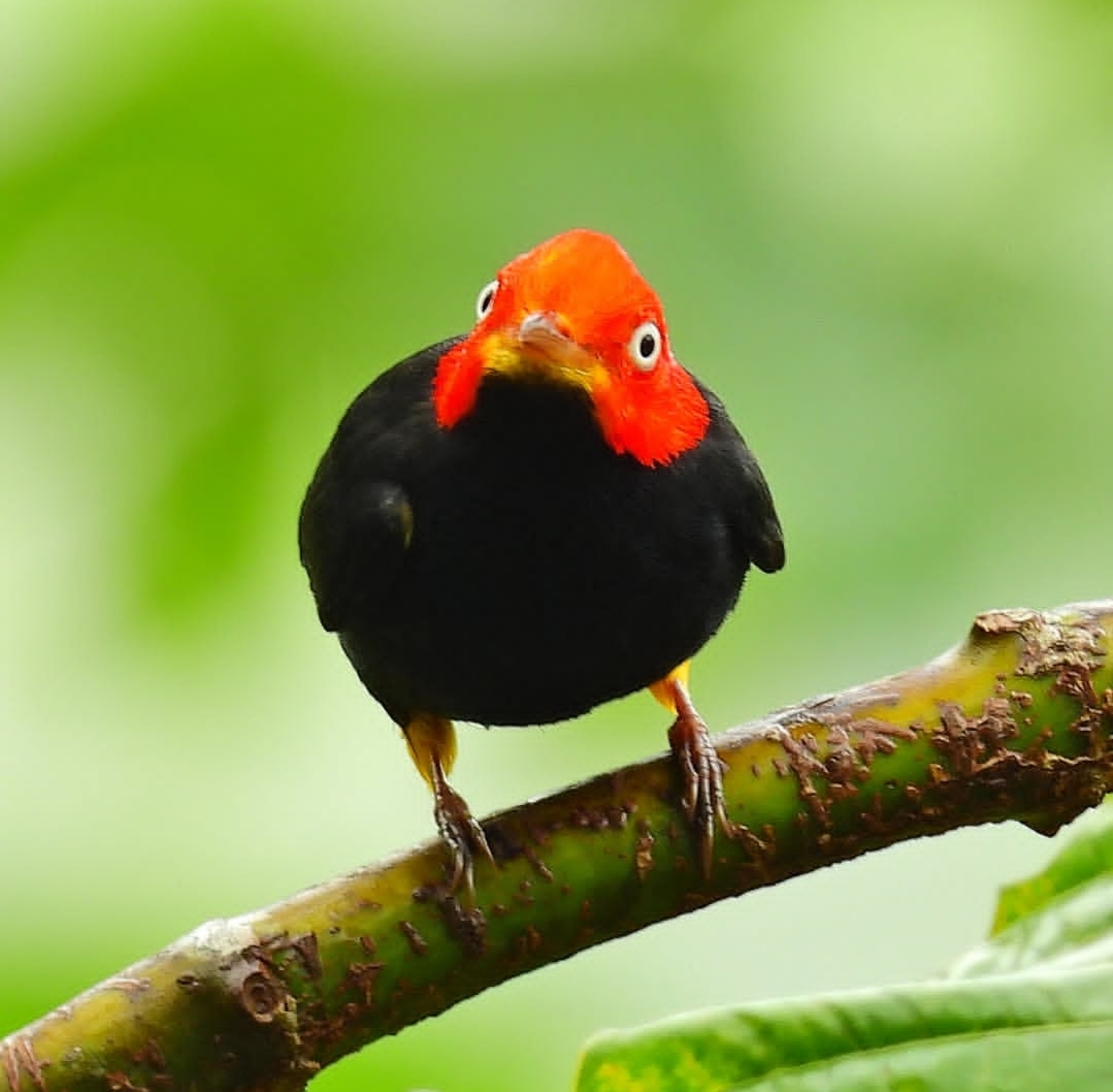 Red-crested bird perched on a branch in the rainforest