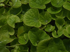 BRAHMI / GOTU KOLA - the pharmacy herb