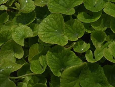 BRAHMI / GOTU KOLA - the pharmacy herb