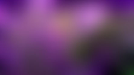 【🌼懶人包】金盞花水耕全紀錄｜45日極速開花！護膚DIY教學