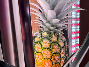 【辦公室奇蹟】🍍水耕菠蘿終極挑戰！18個月由「頭」開始種出真菠蘿