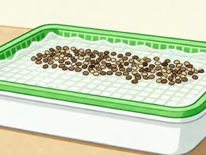 【🌱超濃縮懶人包】45秒極速學懂水耕！由種子到收成 零失敗全記錄