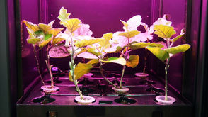 【🍆懶人包】室內水耕茄子全記錄！由種子到收成｜唔使曬太陽＋自動授粉超省心