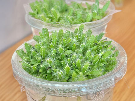 【🌵超療癒】一次成功!水耕火龍果小盆栽|由果核種出「情緒價值」滿滿嘅迷你森林