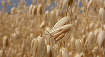 Oat Straw Male Enhancement Pills