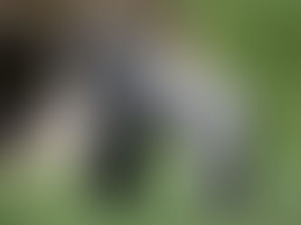 What was gorilla Harambe Thinking?