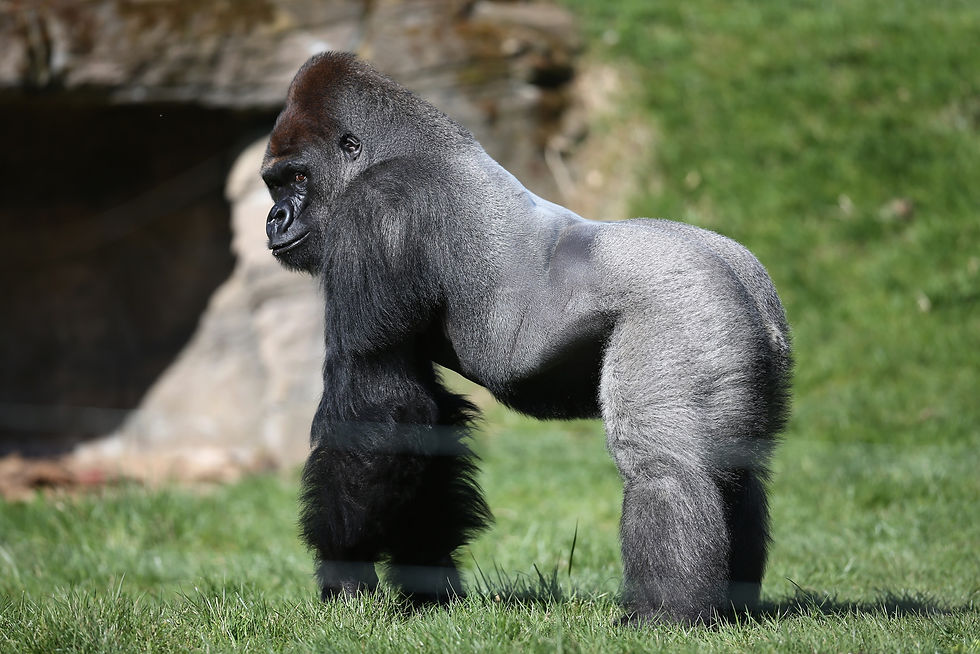 Gorila harambe before being shot at the Cincinnati Zoo