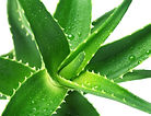 Aloe is the best colon cleanse