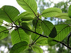 Cascara Sagrada used by Natives as Best Colon Cleanse