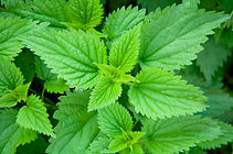 Male Enhancement Pills with Nettle