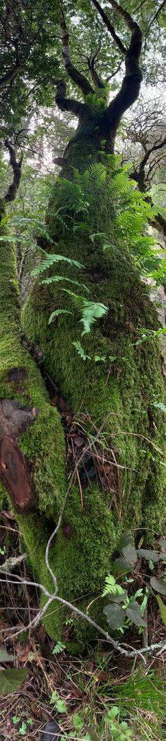 Nature Vs Nature
