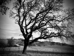 Oak Highway
