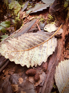 Detritus